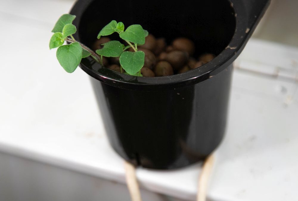 Miért jó a hidropóniás növénytermesztés?